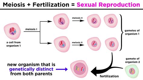 gametes are produced by quizlet|human gametes are produced by.